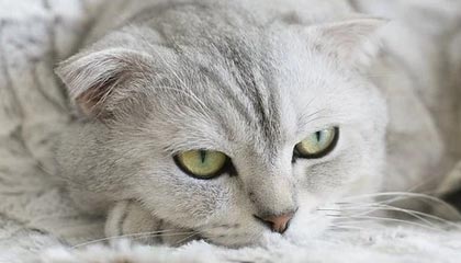 信息技术咨询服务，专业的帮手，高效解决方案，专业高效的技术解决方案